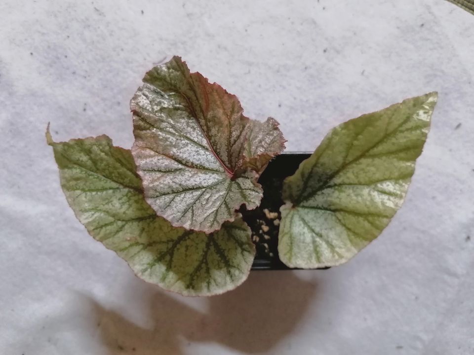 Begonia ruukku nro 86