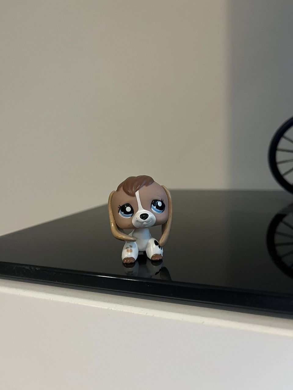 LPS beagle