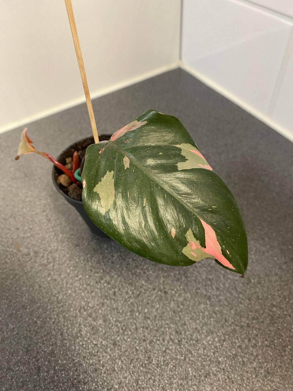 Philodendron pink princess 2