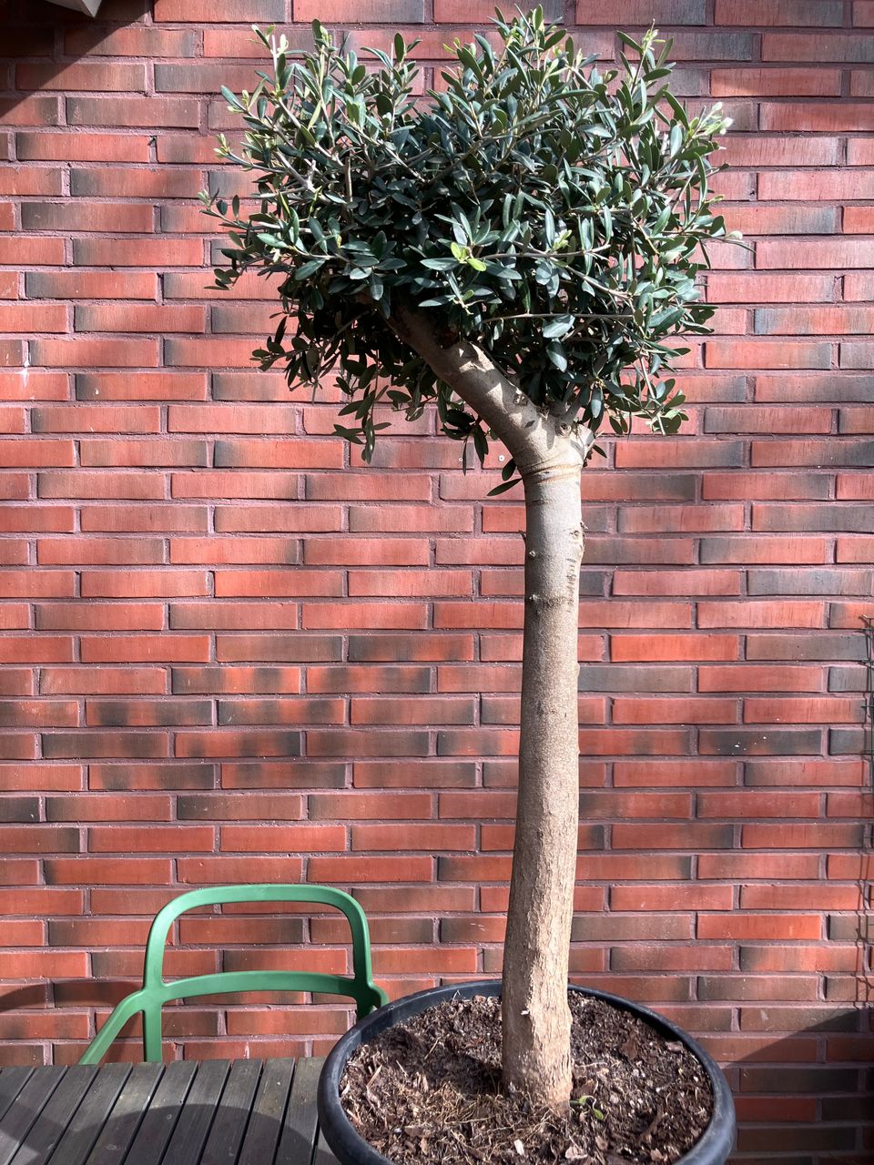 Iso oliivipuu