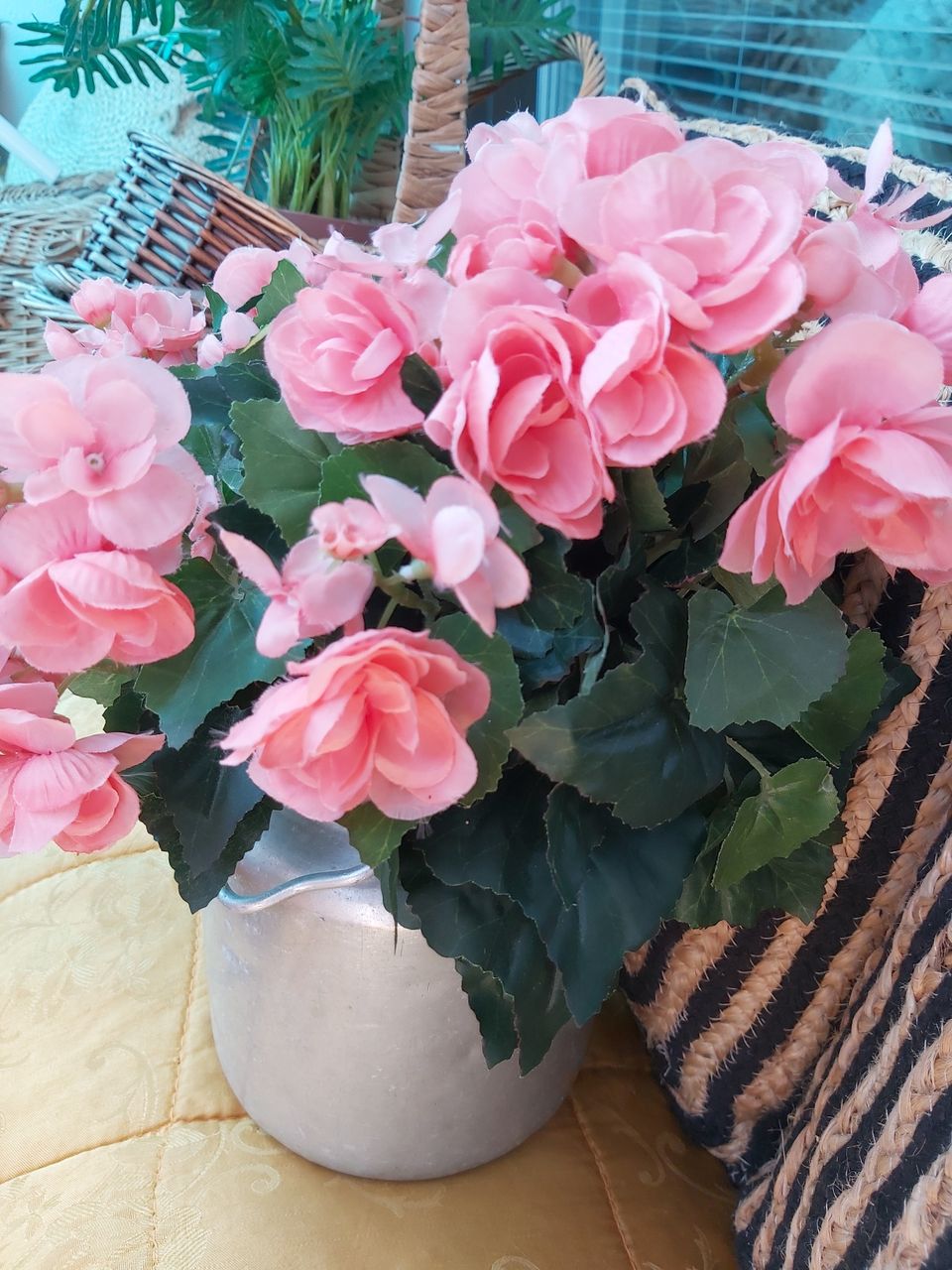 Tekokukkia/begonia