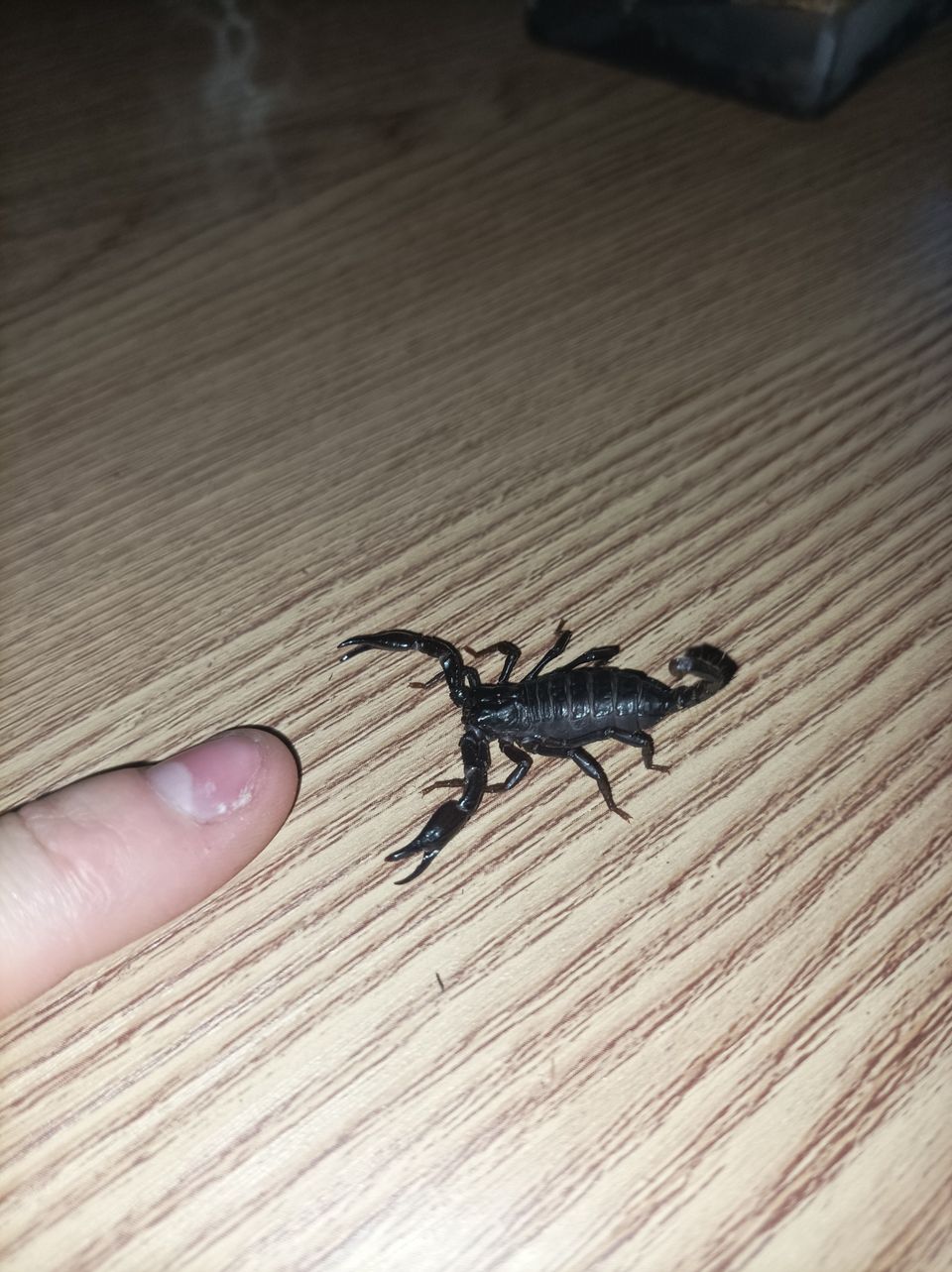 Skorpioni, skorpioneja