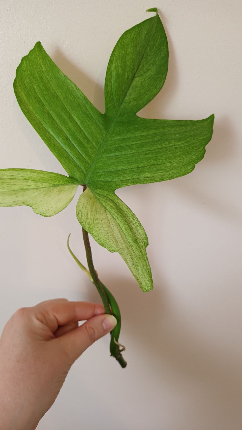 Philodendron Florida Ghost