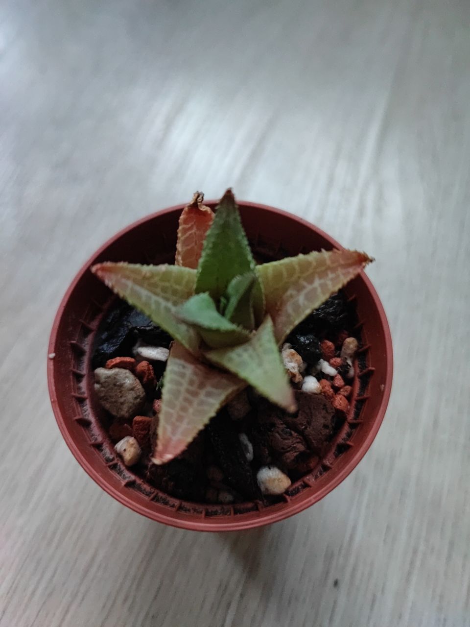 Haworthia Tesselata