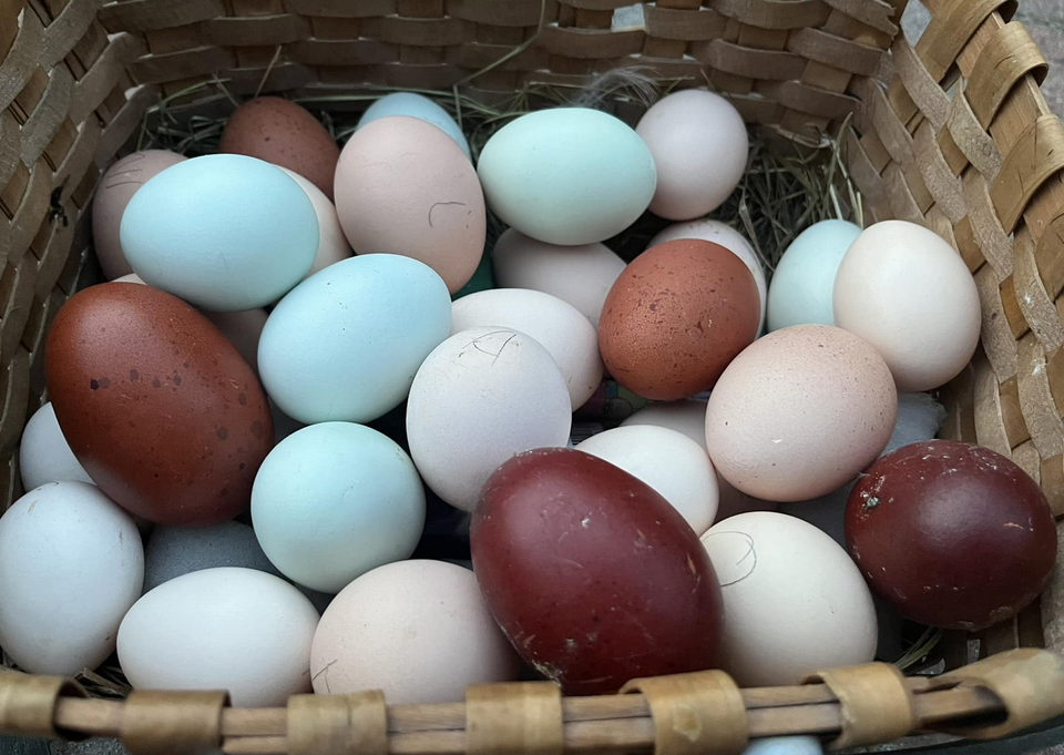 Araucana siitosmunat, puhdasrotuiset