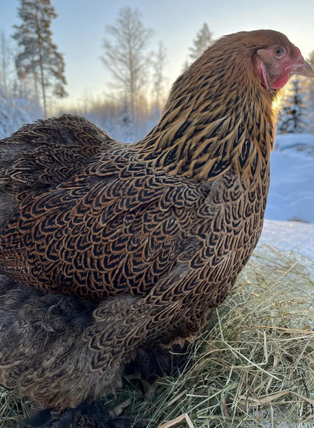 Brahman kultaa (partridge) siitosmunat, puhdasrotuiset