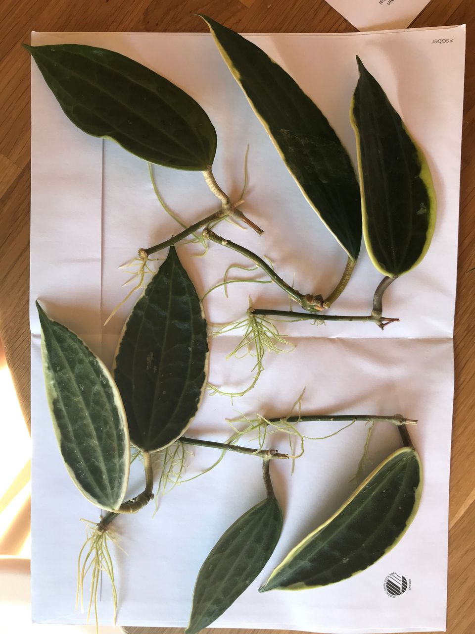 Hoya macrophylla albomarginata 6 e / kpl