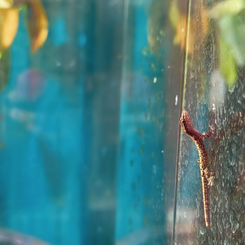 Lepidodactylus lugubris / mourning gecko -poikasia /  hatchlings