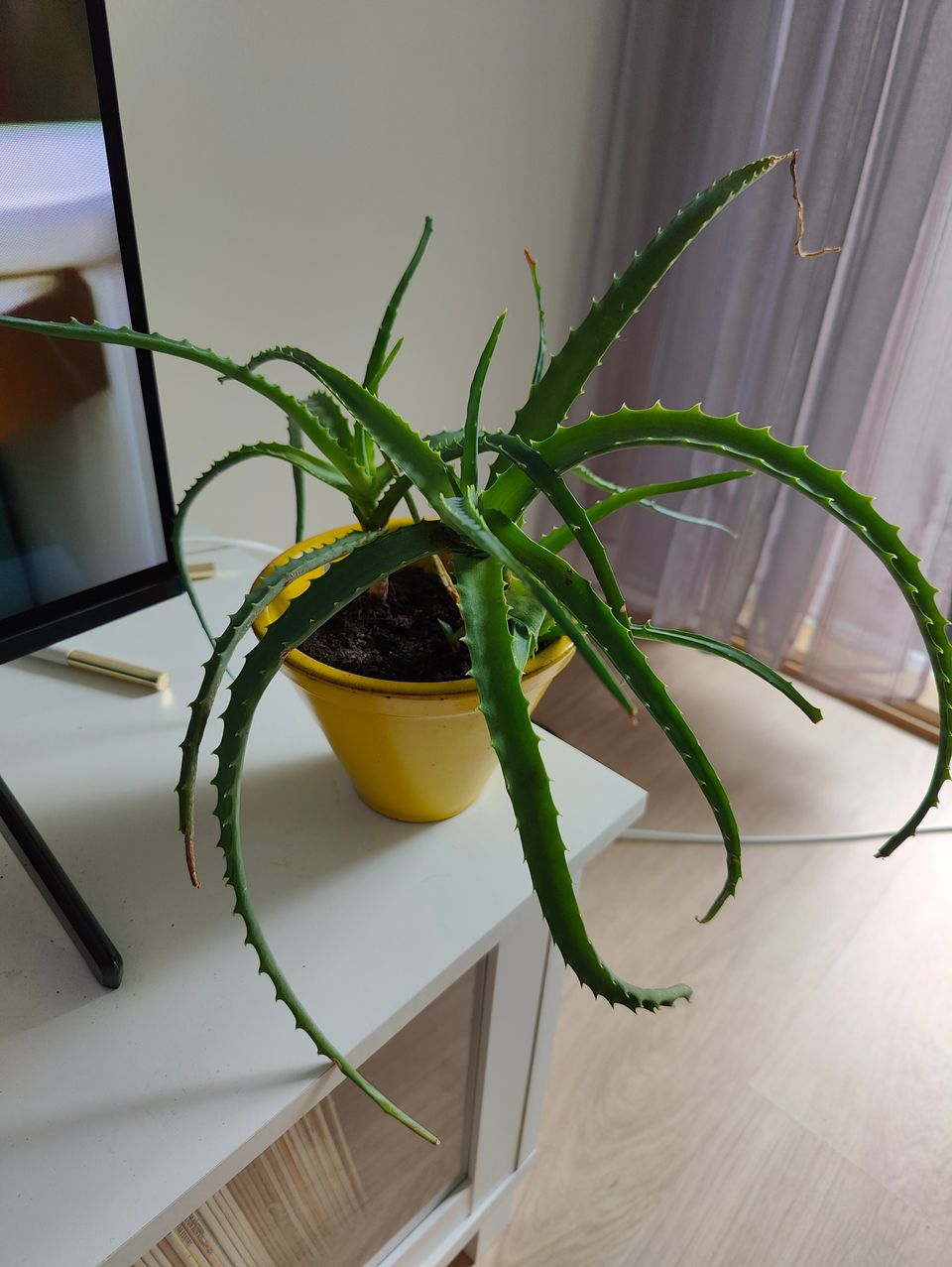 Aloe keltaisessa keramiikka ruukussa.