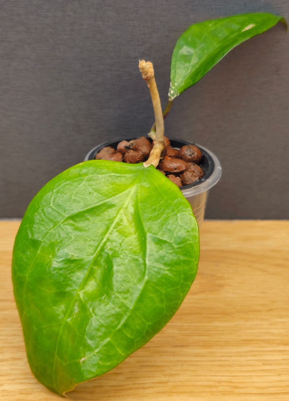 Hoya Balaensis