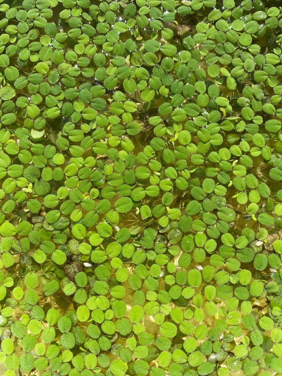 Salvinia