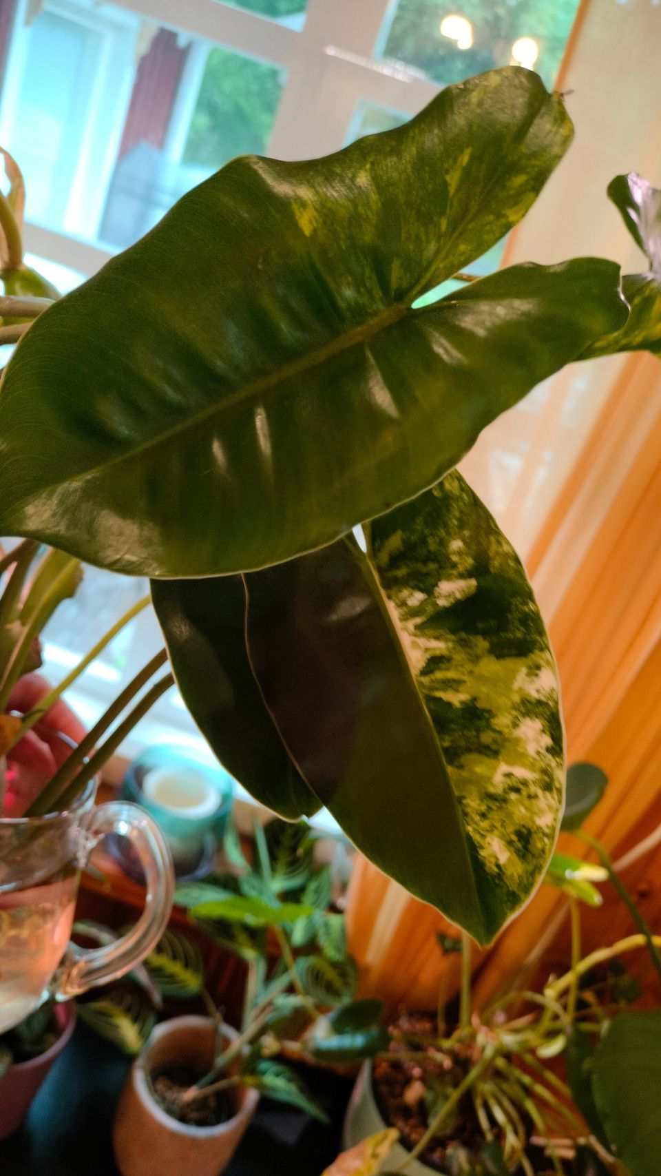 Philodendron Burle Marx Variegata