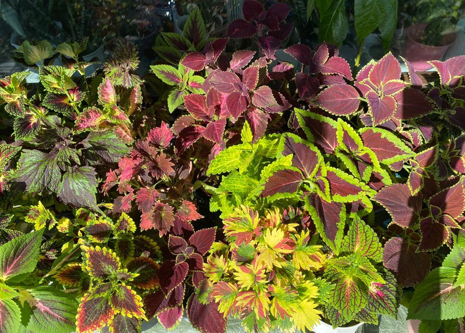 Coleus, värinokkonen erilaisia 5e/kpl