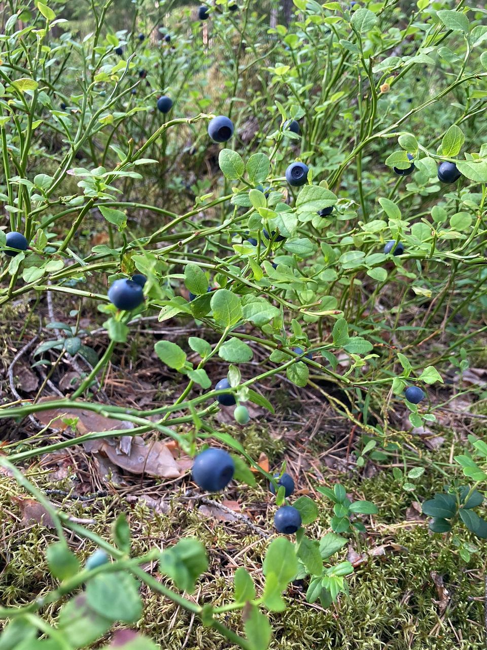 Tuoretta mustikkaa poimitaan