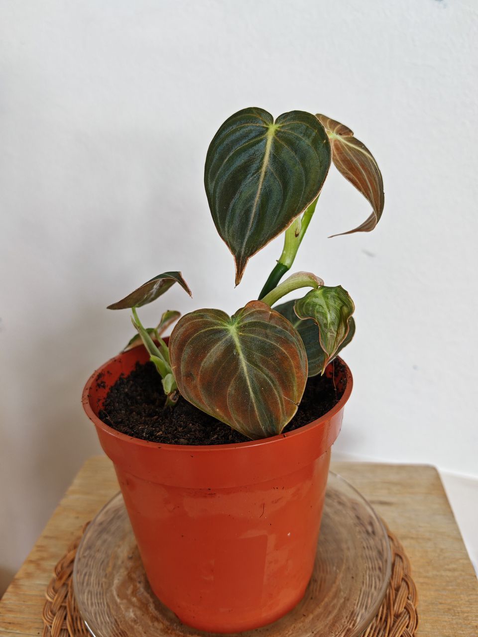 Philodendron melanochrysum