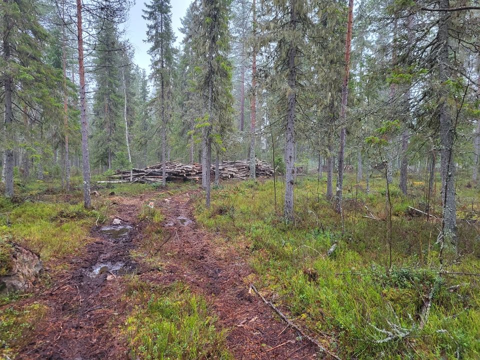Metsätila/Metsäpalsta 1-20 ha.