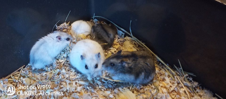 kääpiöhamsterin poikasia