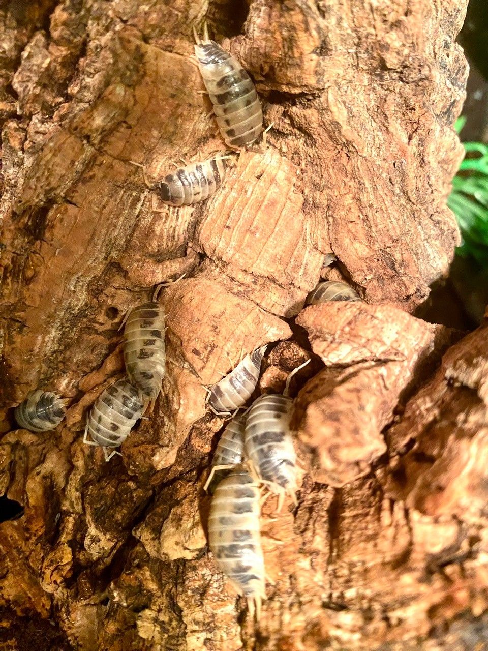 Porcellio laevis ”Dairy cow”