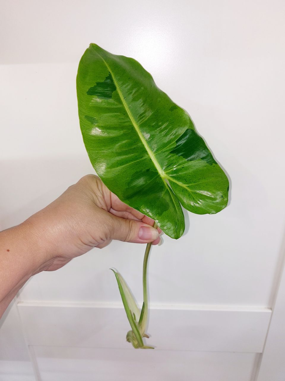 Philodendron BurleMarx MINT variegata