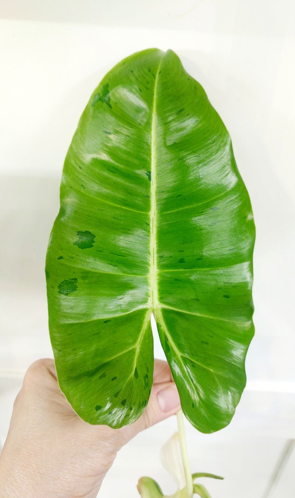 Philodendron BurleMarx MINT variegata