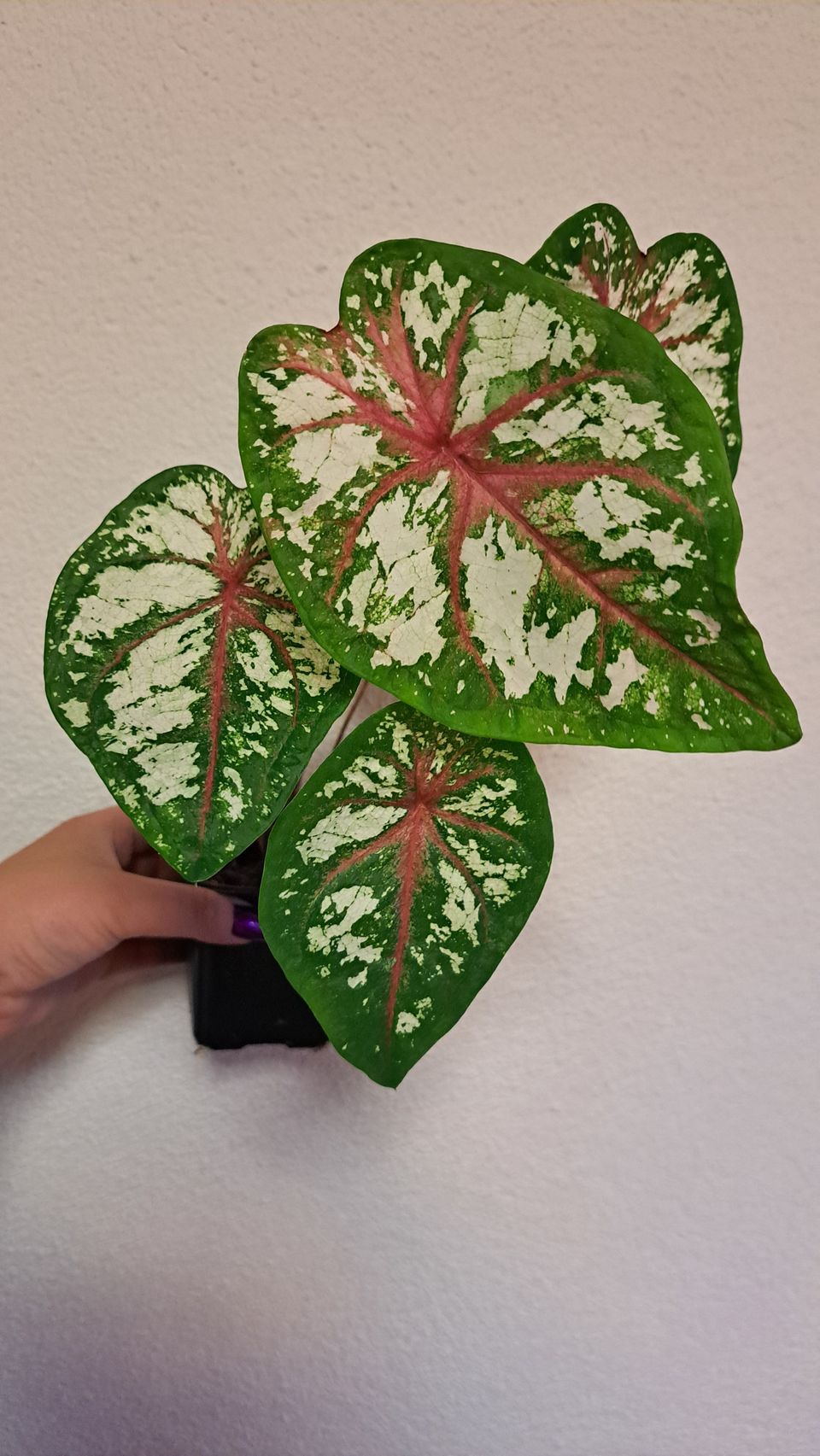 Caladium Tapestry