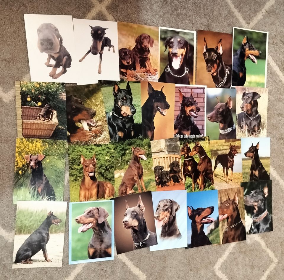 Dobermanni postikortteja 54kpl