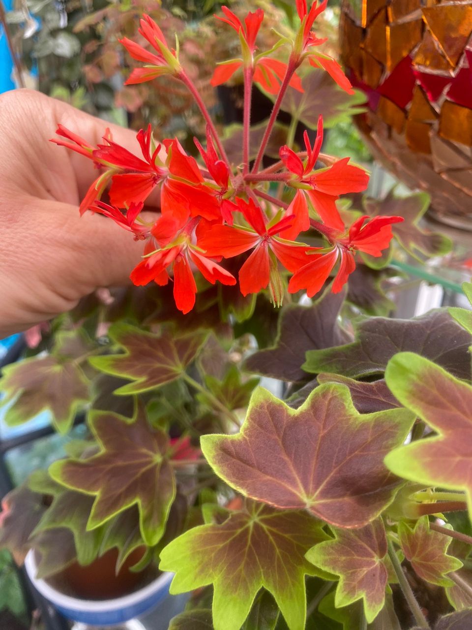 Vancouver Centennial pelargonia