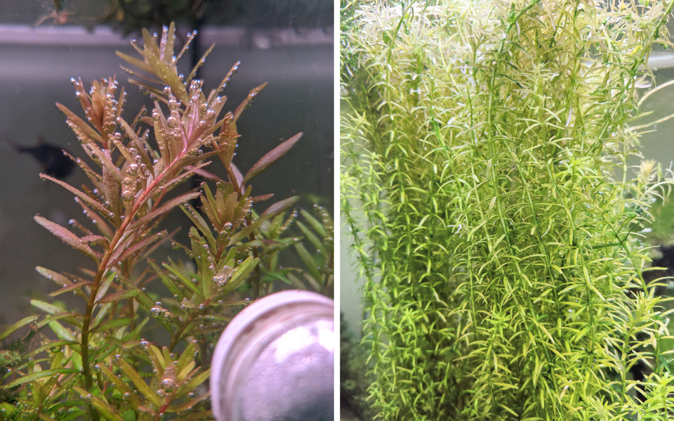 Rotala