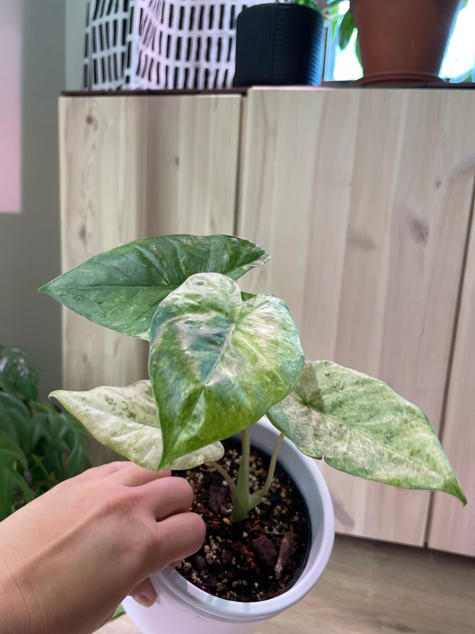 Viherkasvi Alocasia Macrorrhiza Splash