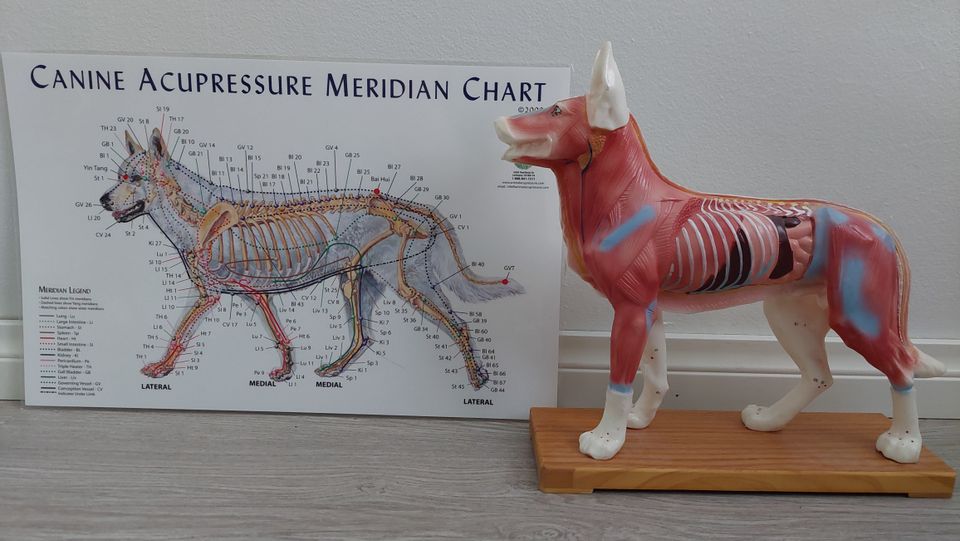 Koiran aku-ja meridiaani malli, kirja ja kartta