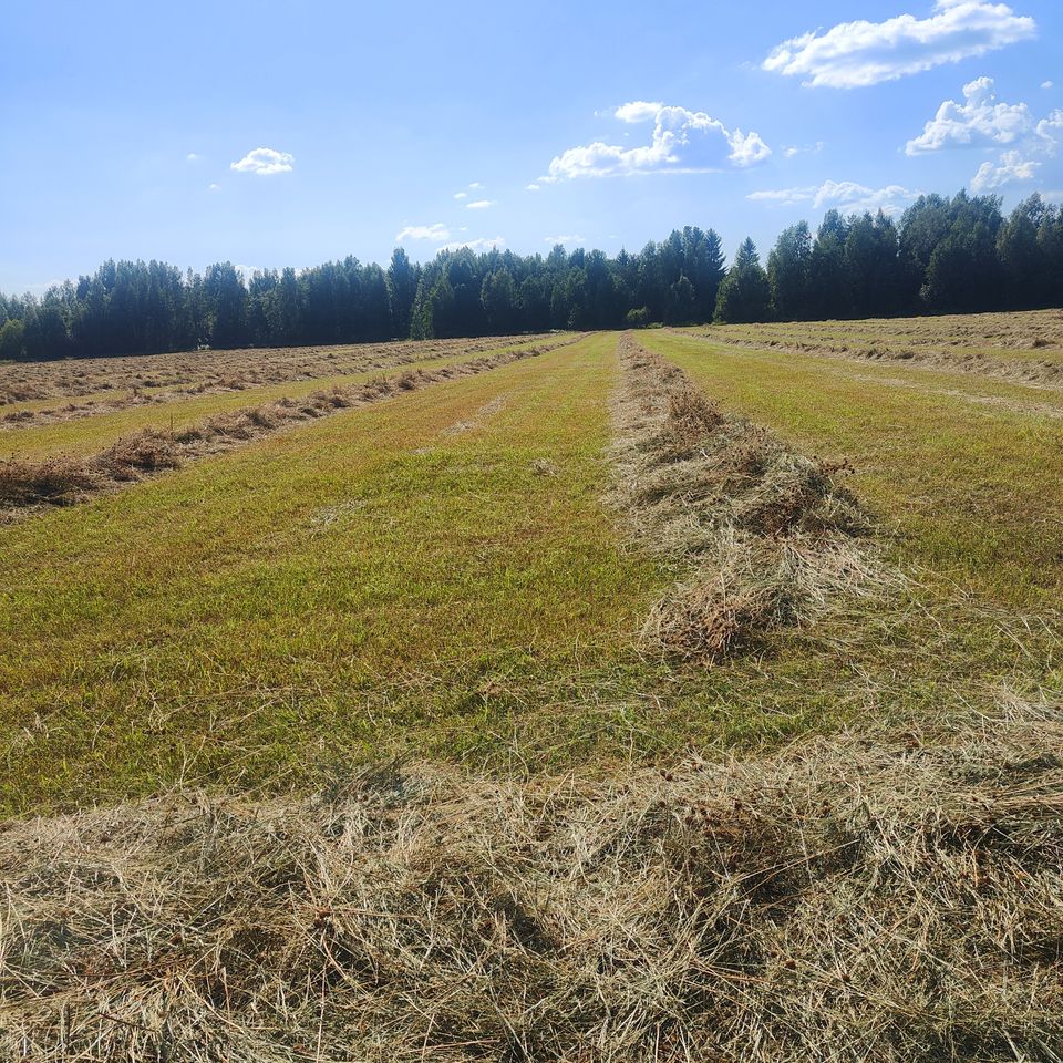 Kuivaa heinää