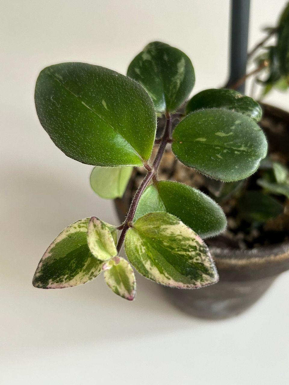 Soihtuköynnös variegata