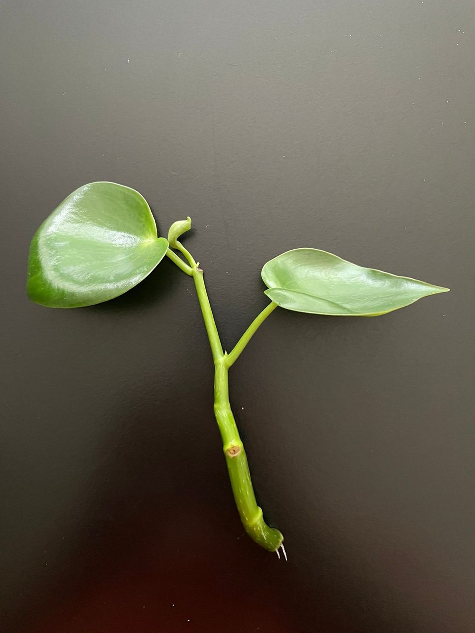 Muorinkukka / isomuori Peperomia polybotrya Raindrop pistokas