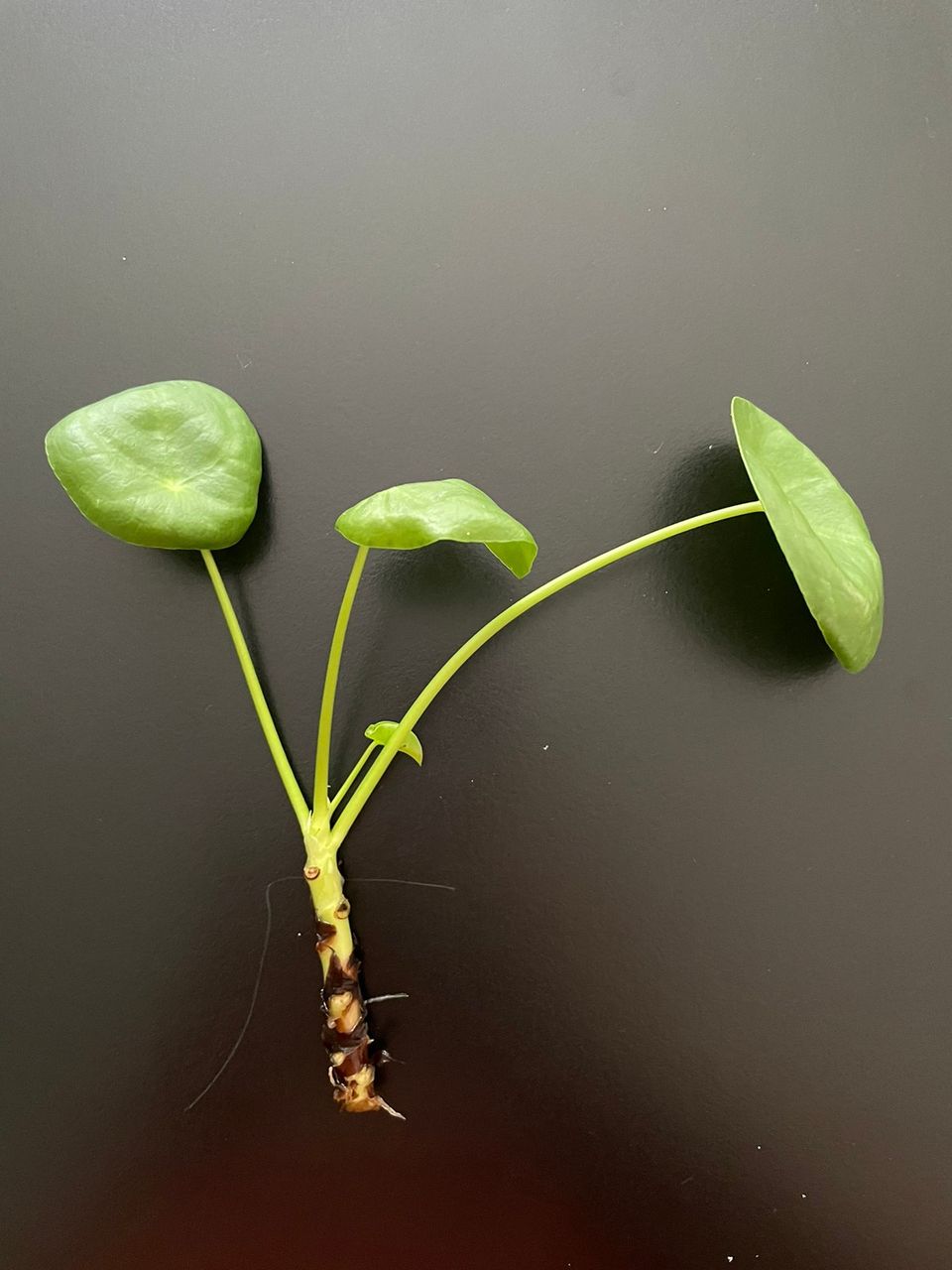 Kilpipiilea Pilea peperomioides pistokas