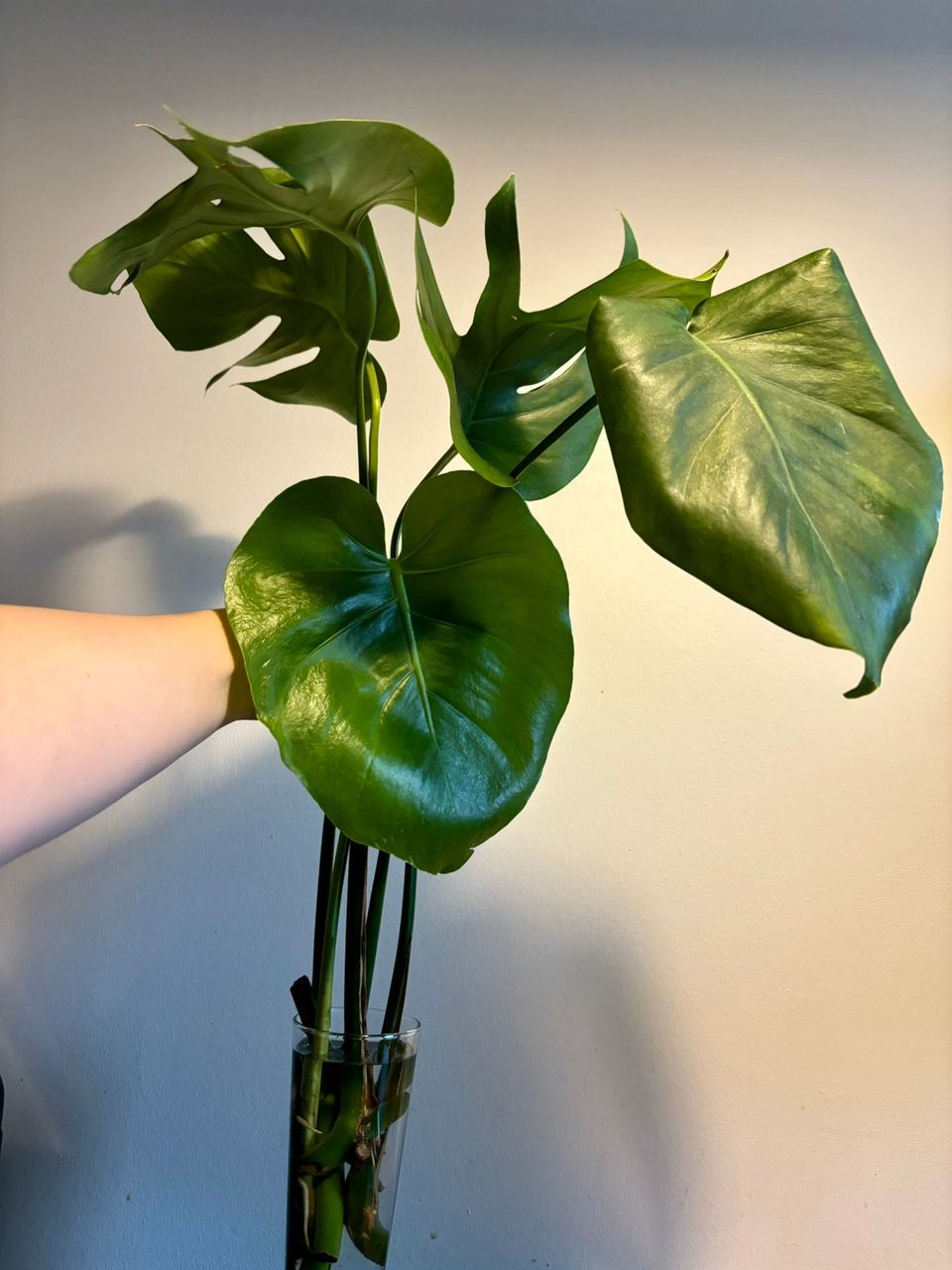 Peikonlehden pistokkaita / Monstera cuttings