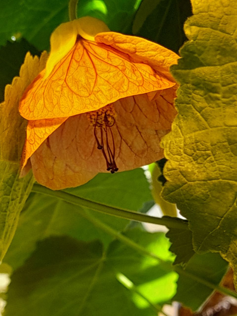 Oranssin vaahtera-aulion alkuja.