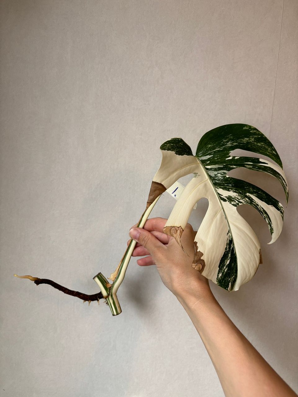 VARATTU Monstera deliciosa variegata