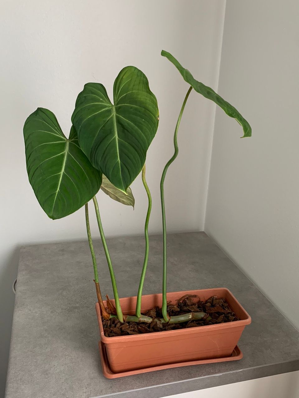 Philodendron Gloriosum