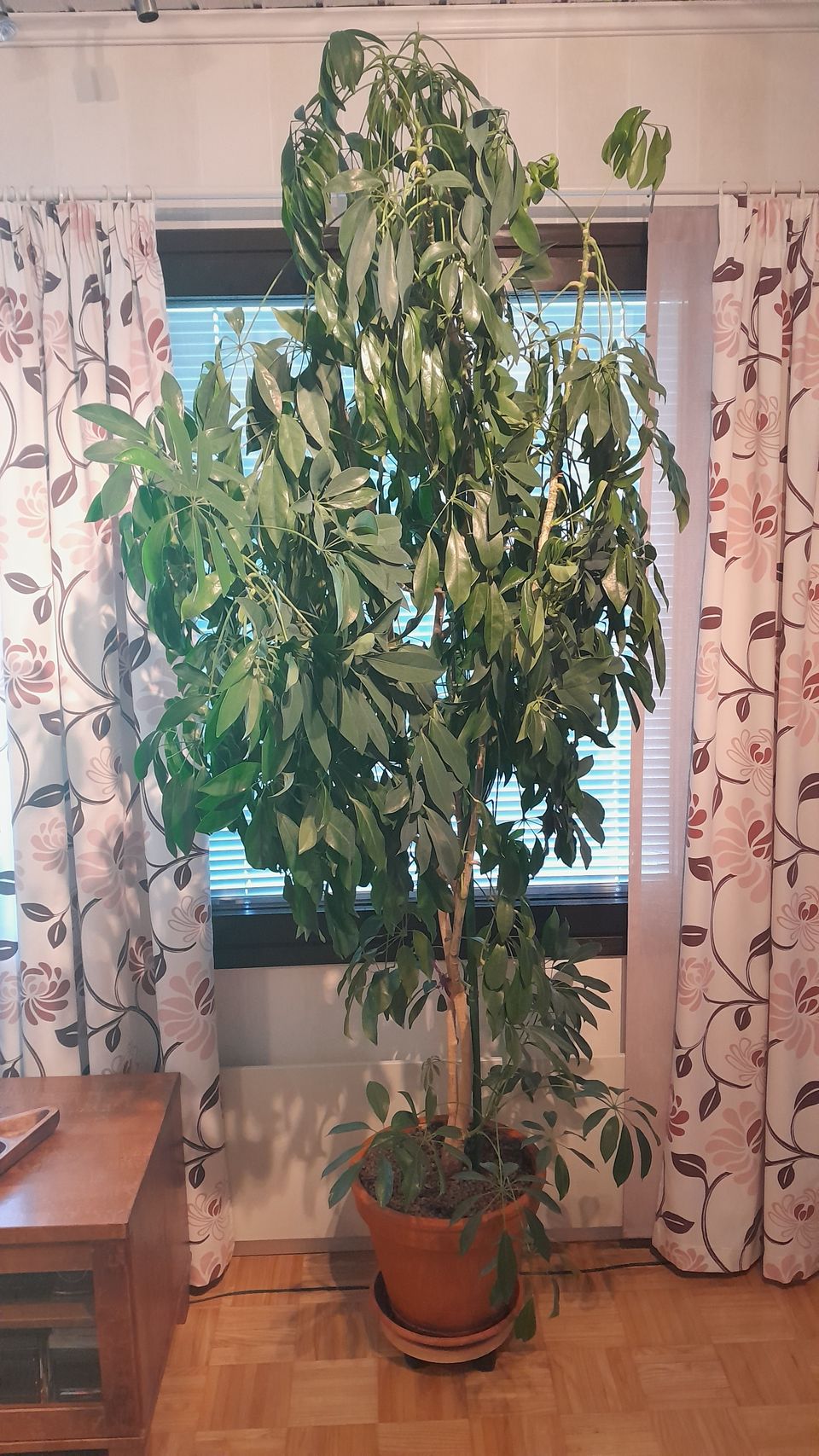 Rehevä aralia!