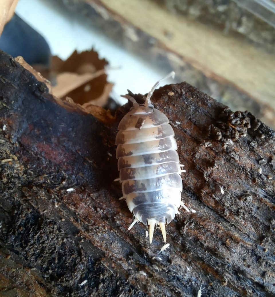 Siiroja porcellio laevis milk back/dairy cow