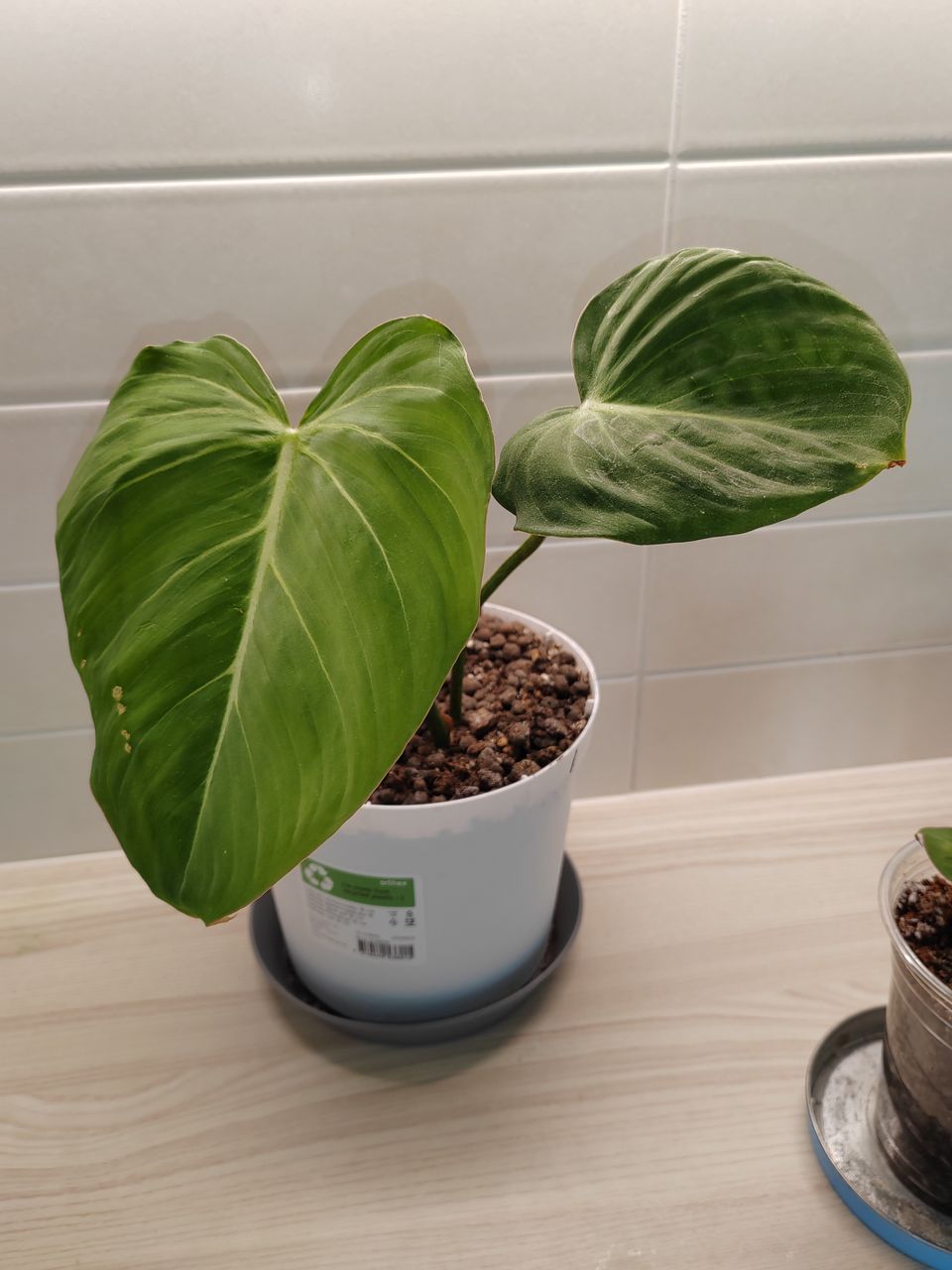 Philodendron gloriosum