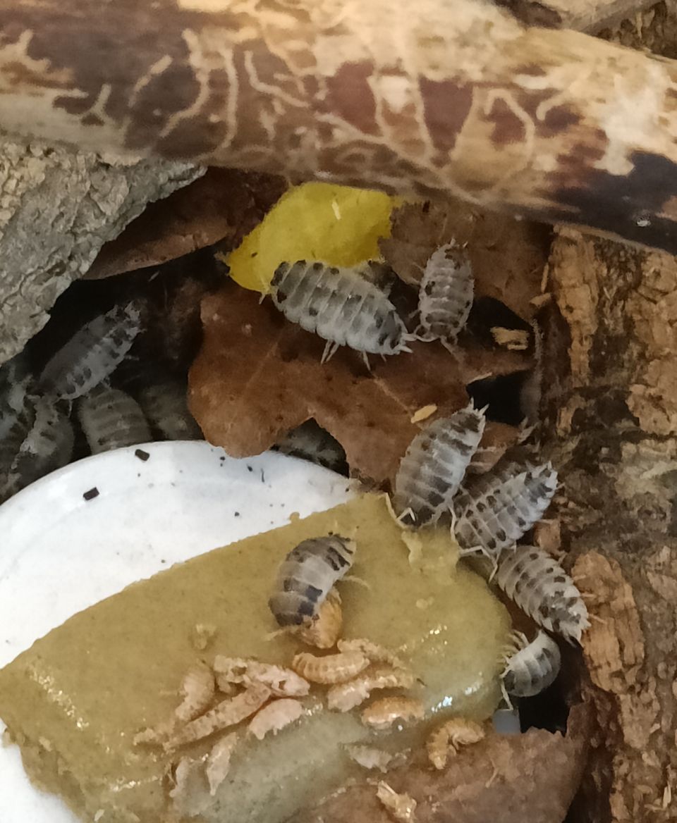 Siiroja, porcellio laevis dairycow