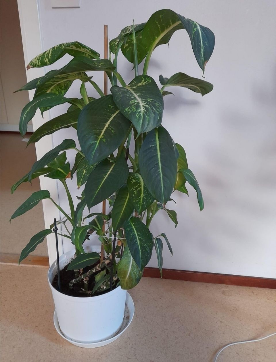 Dieffenbachia