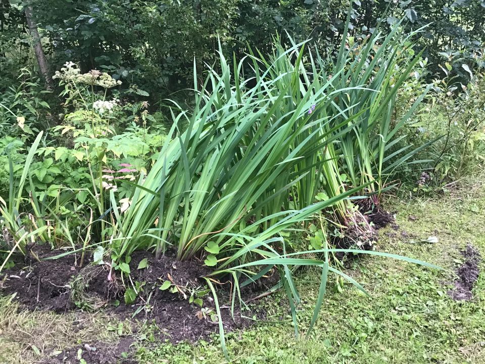 Iiris pehkoja