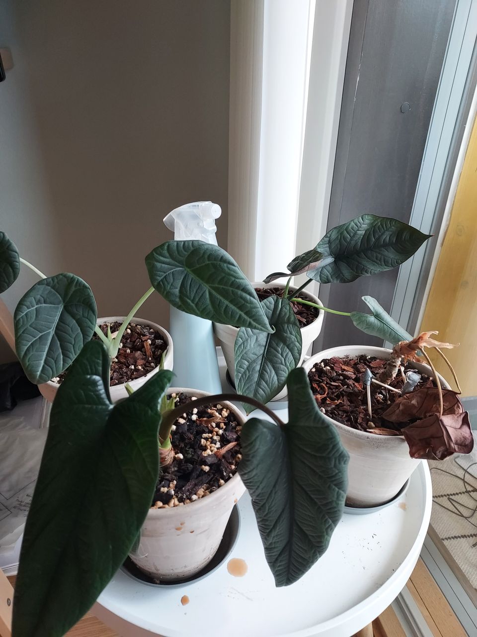 Alocasia