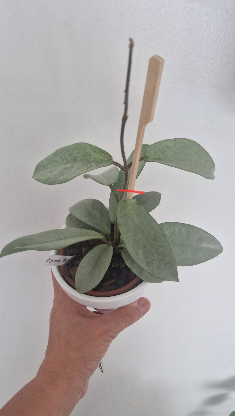 Hoya carnos Nova Ghost