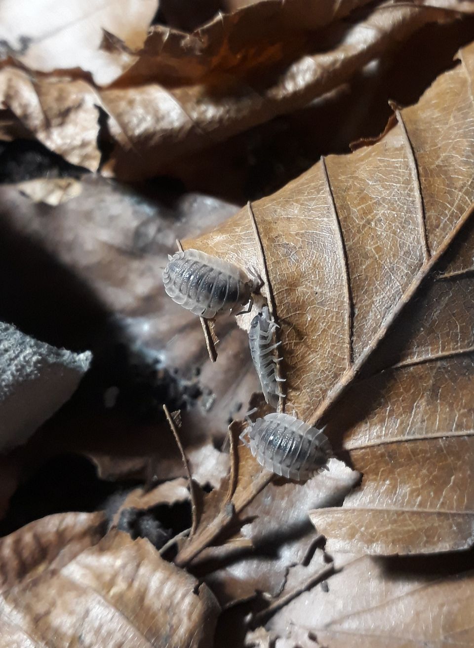 Siirat Porcellio spatulatus 'Coros'