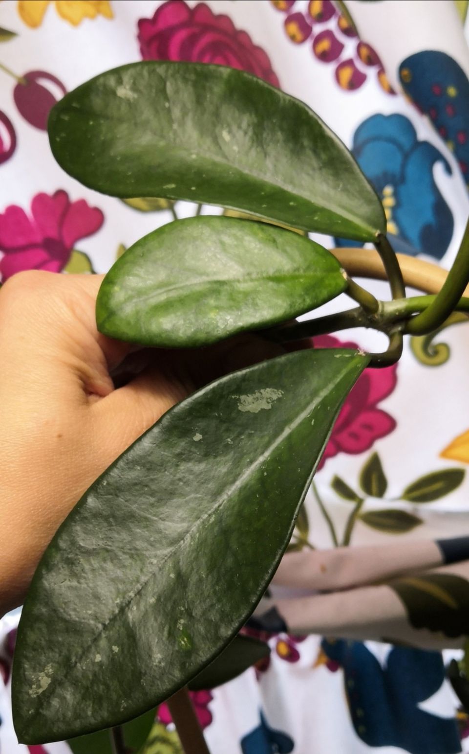 Hoya diversifolia pistokas