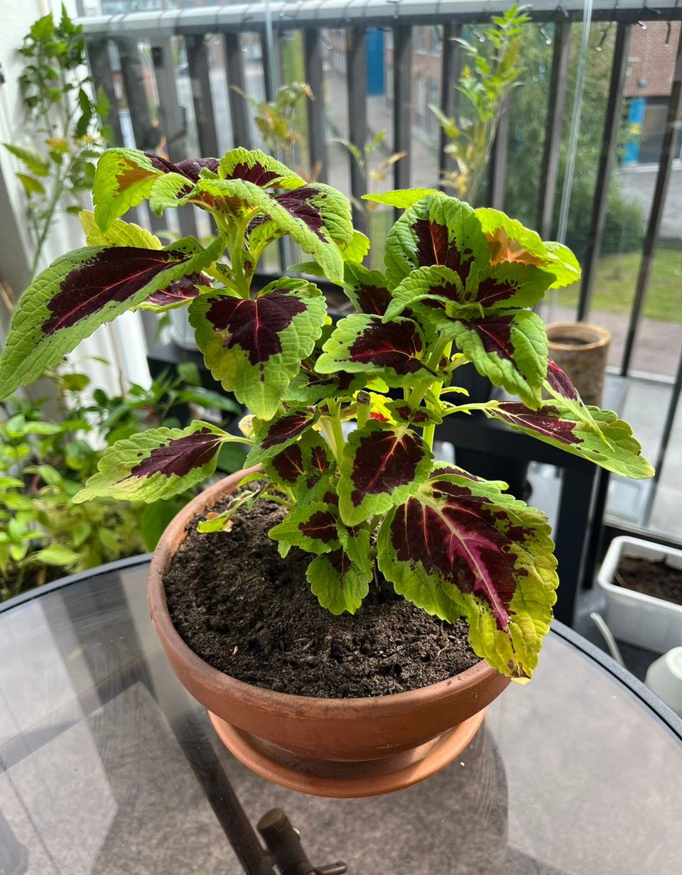 Coleus saviruukun kanssa