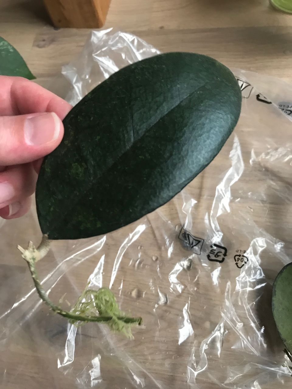 Hoya sp. Kalimantan 4